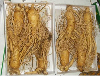 Những món ăn ngon và lạ từ nhân sâm tươi