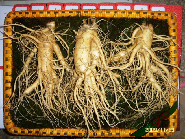 NHÂN SÂM TƯƠI LOẠI 3 CỦ