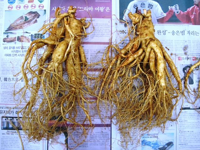 NHÂN SÂM TƯƠI  LOẠI 2 CỦ